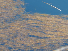 Potamogeton montezumawellensis