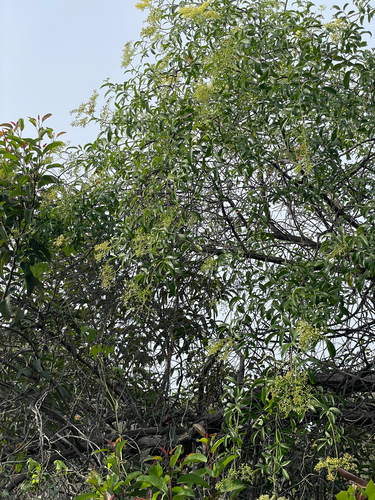 Sambucus mexicana, photograph 3