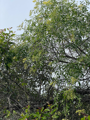 Sambucus mexicana, photograph Mark Valen, CC BY, iNaturalist via GBIF
