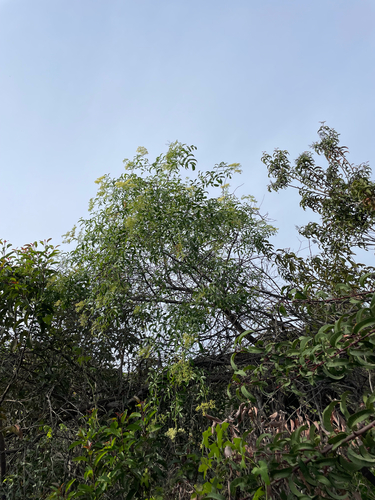 Sambucus mexicana, photograph 5