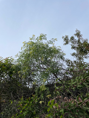 Sambucus mexicana, photograph Mark Valen, CC BY, iNaturalist via GBIF