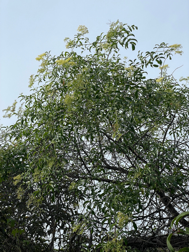 Sambucus mexicana, photograph 4