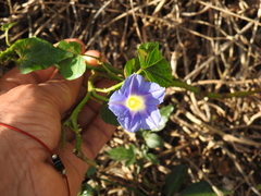 Ipomoea parasitica