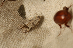 Oecophorinae