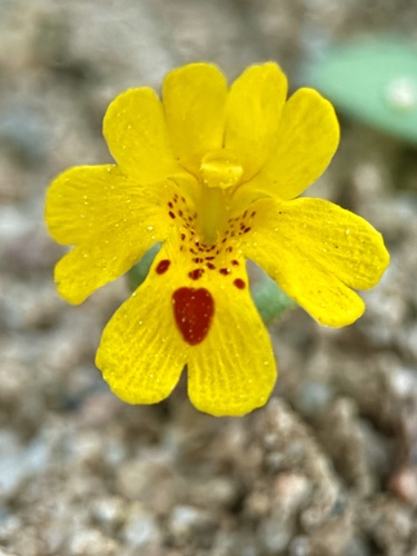 Carson Valley Monkeyflower (Erythranthe carsonensis)