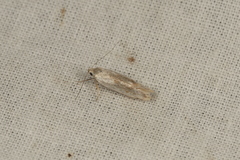 Oecophorinae