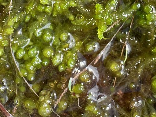 Sphagnum cyclophyllum observed 2026-03-07