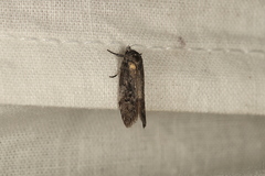 Oecophorinae