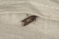 Oecophorinae