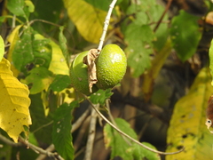 Tabernaemontana tomentosa