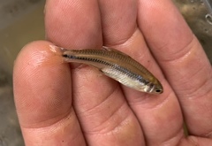 Notropis texanus
