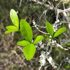 Forestiera segregata