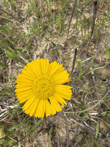 savanna sneezeweed (Helenium vernale)