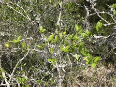 Forestiera segregata