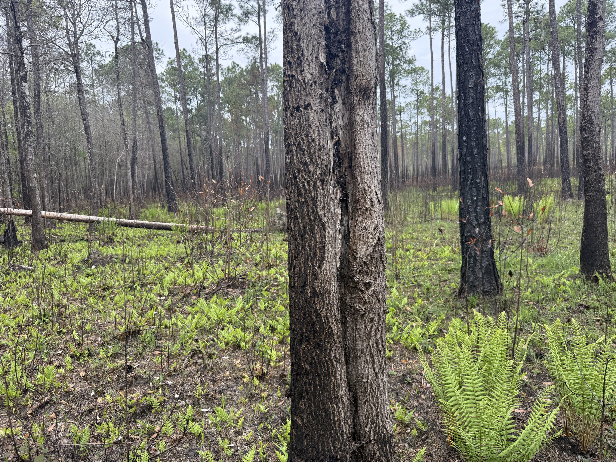 Swamp Tupelo (Nyssa biflora)