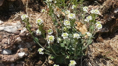 Draba glabella