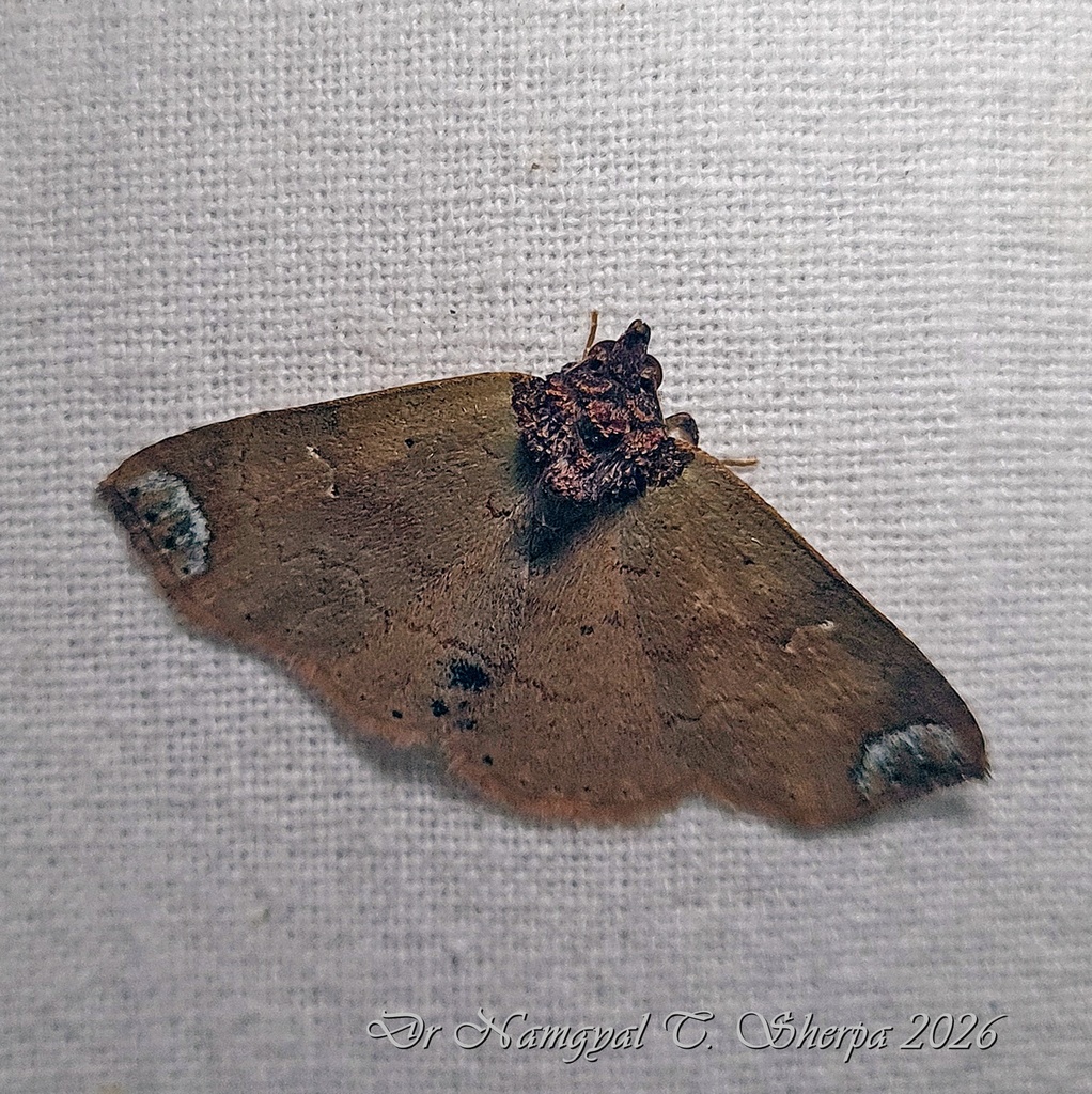 Dunira subapicalis
