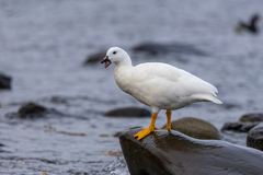 Kelp Goose photo 2
