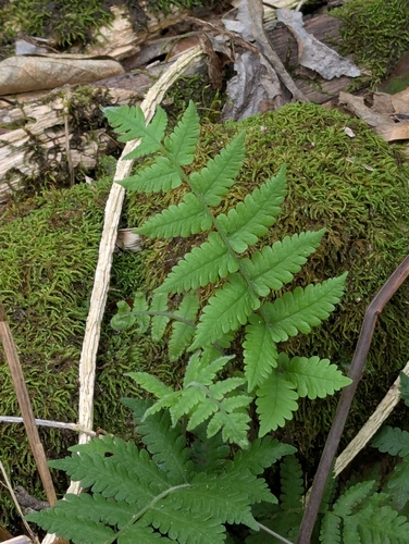 Deparia petersenii observed 2026-03-29