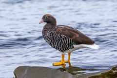 Kelp Goose photo 3