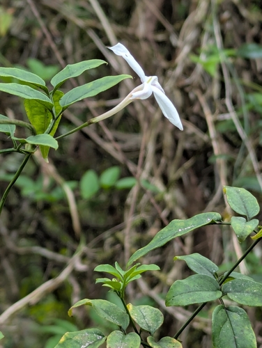 Jasminum polyanthum observed 2026-03-29