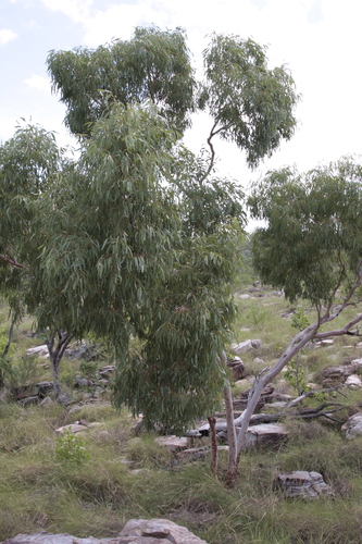 Eucalyptus herbertiana 4
