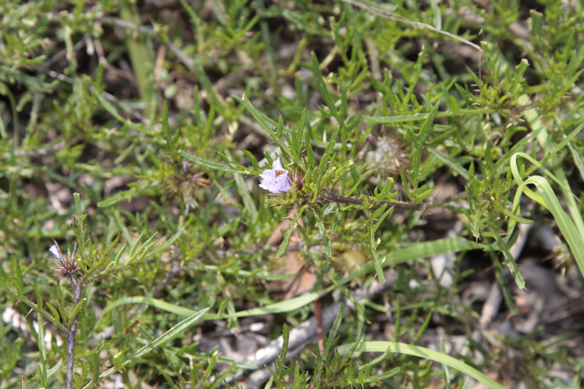 Solanum cataphractum