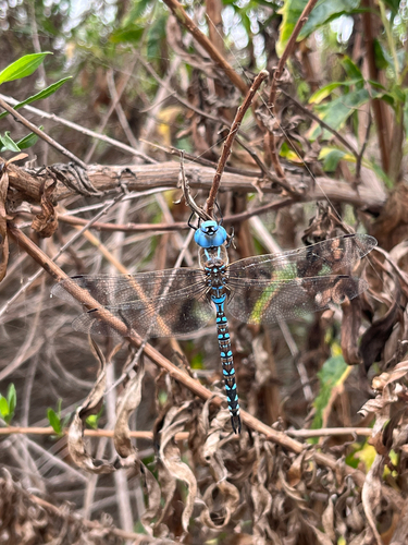 iNaturalist observation photo of Blue-eyed Darner