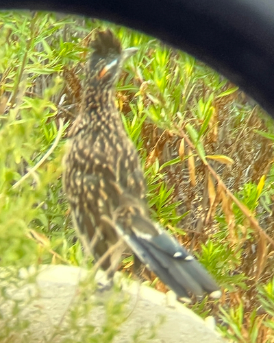iNaturalist observation photo of Greater Roadrunner