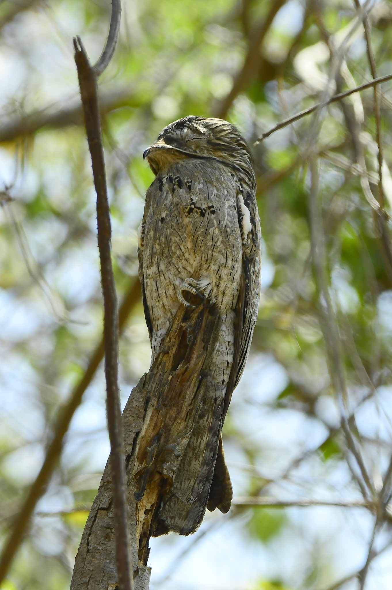 Northern Potoo (Nyctibius jamaicensis), photo 7