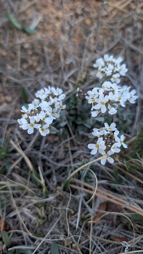Fendler's pennycress (Noccaea fendleri)