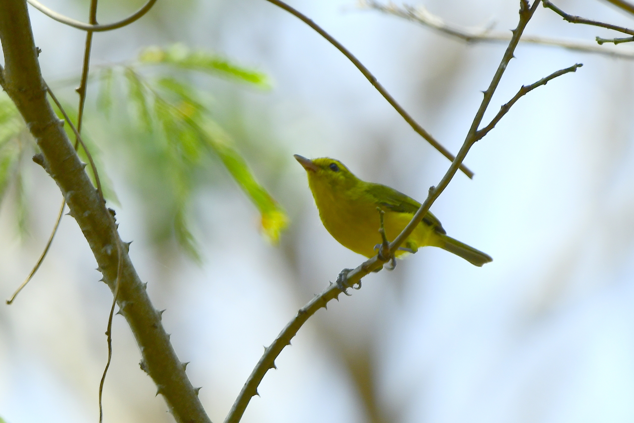 Golden Vireo (Vireo hypochryseus), photo 9