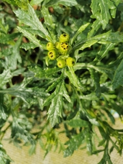 Senecio squalidus