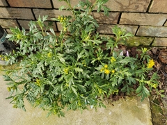 Senecio squalidus
