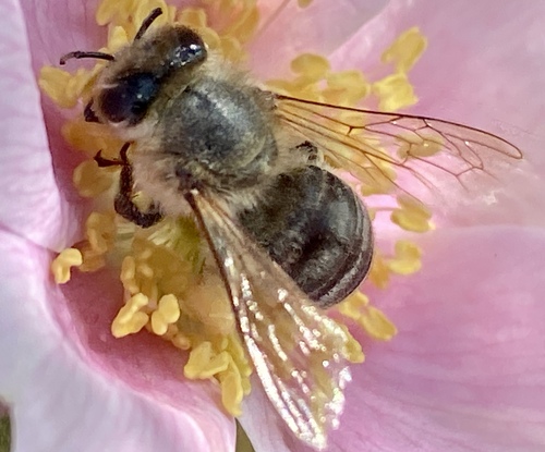 iNaturalist observation photo of Western Honey Bee