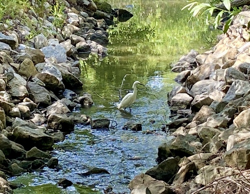iNaturalist observation photo of Snowy Egret