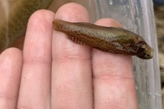 Etheostoma edwini