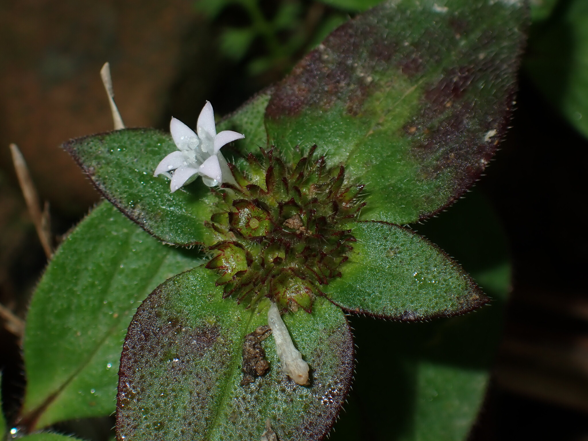 Rough Mexican Clover (Richardia scabra)