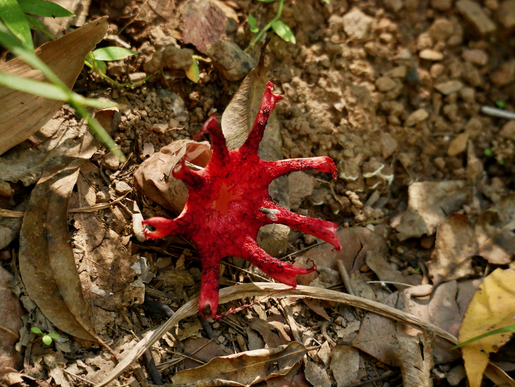 Aseroe rubra · March 2026 · photo: © kcbrisbane (iNaturalist, cc-by-nc)