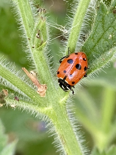 iNaturalist observation photo of Convergent Lady Beetle