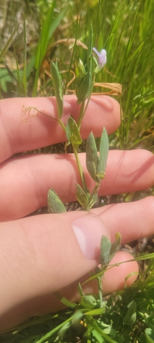 Tiny Pea (Lathyrus pusillus)