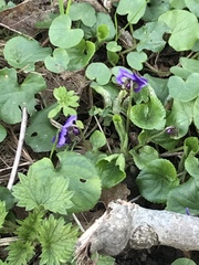Viola odorata