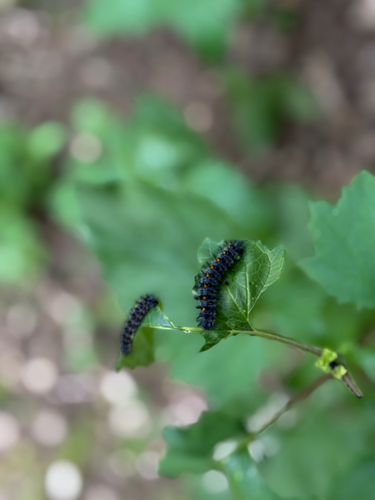 iNaturalist observation photo of Variable Checkerspot