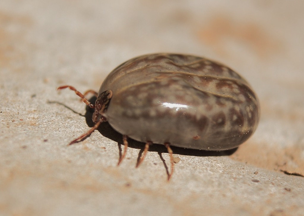 Australian Cattle Tick (Tick Watch Southwest Australia) · iNaturalist