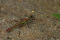 Damasippus