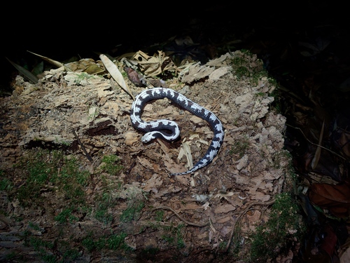 Malayan slug snake