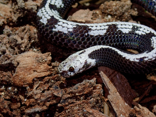 Malayan slug snake