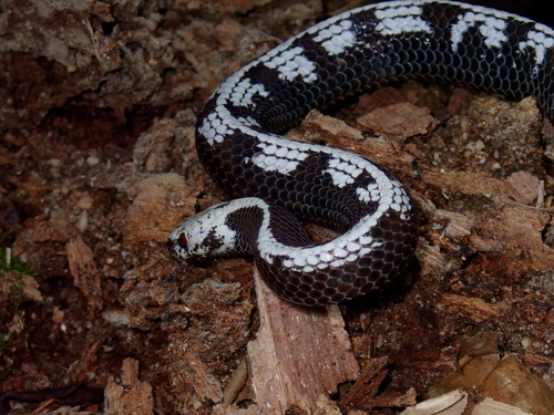 Malayan slug snake