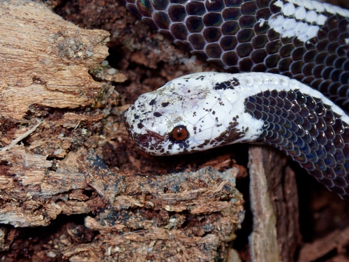 Malayan slug snake