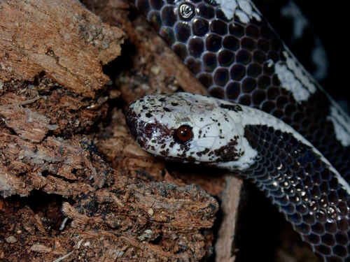 Malayan slug snake